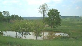 roosterfarmbackpond74.500.JPG
