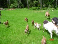 Goats2010 016.jpg