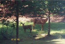 Mom & Fawn.jpg