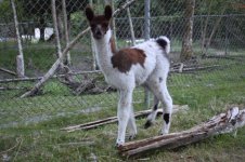 Baby_015.jpg