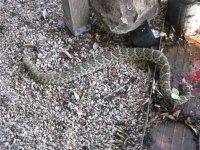 snake 3.jpg