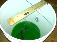 mouse trap 2.jpg