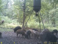 game cam 2 574.JPG