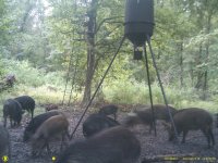 game cam 2 579.JPG