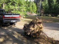 stump removal 007.jpg