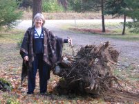 stump removal 023.jpg