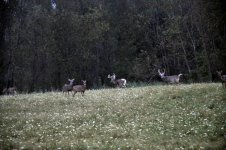 Nikon deer 9-19-10 023.jpg