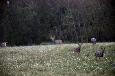 Nikon deer 9-19-10 025.jpg