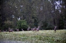 Nikon deer 9-19-10 060.jpg