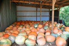 big pumpkins 1.jpg