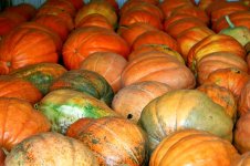 big pumpkins 2.jpg