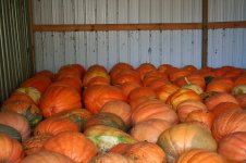 big pumpkins 5.jpg