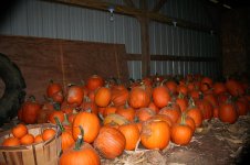 jack o lanterns 1.jpg