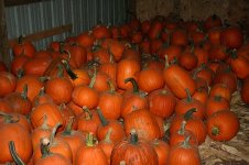 jack o lanterns 2.jpg