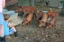 tamworths and kids.jpg