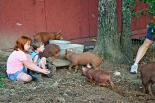 here piggy piggy.jpg