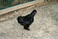 silkie rooster.jpg