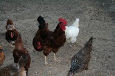 Hens and roo.jpg