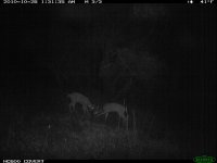 10.26.10 rut30.JPG