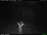 10.26.10 rut34.JPG