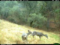 10.24.10 spike and doe6.JPG