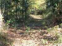 trail.JPG