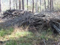 brush pile 2.JPG