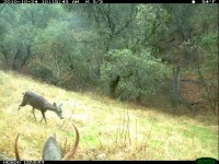 10.24.10 spike and doe1.JPG