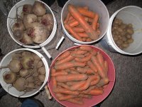 Veggies.jpg