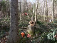 StumpRot2.JPG