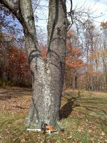 tree2.jpg