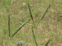 !bahis seed  heads.jpg
