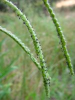 dallisgrass4.jpg