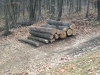 Firewood_logs (Large).jpg