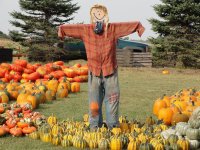 PUMPKINS 2.jpg