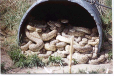 image-2077172839.png