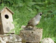 May 2018 13 Quail 001.jpg