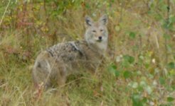 George creek 003.jpg