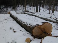 treetosplittingarea (Small).JPG