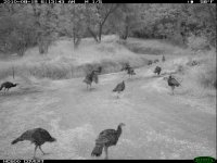 8.19.10 TURK6.JPG