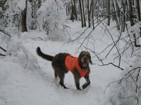 IMG_0194a.jpg