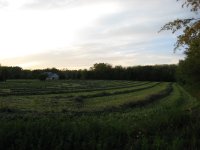 Hay field.jpg