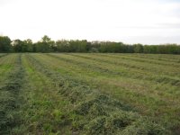 field.jpg