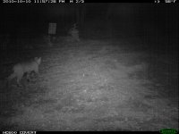 10.10.10 Bobcat2.JPG