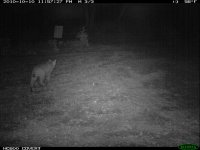 10.10.10 Bobcat3.JPG