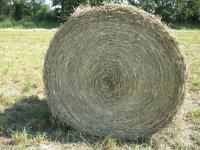 bale (800x600).jpg