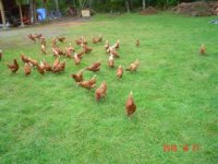 Chickens 004.JPE