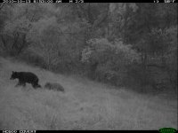10.13.10 sow and cub2.JPG