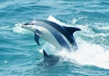 white-sided-dolphin.jpg