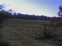 pasture.jpg